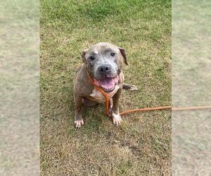 American Pit Bull Terrier Dogs for adoption in Louisville, KY, USA