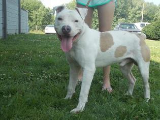 Boxador Dogs for adoption in Ellijay, GA, USA