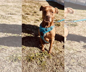 American Pit Bull Terrier-Unknown Mix Dogs for adoption in Corning, AR, USA