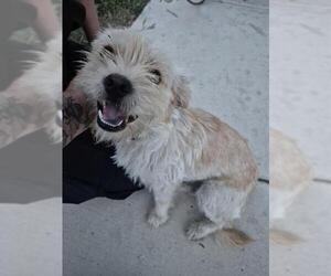 Unknown-Welsh Terrier Mix Dogs for adoption in San Antonio, TX, USA