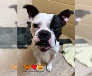 Boston Terrier Dogs for adoption in Center Township, PA, USA