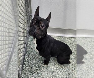 French Bulldog-Unknown Mix Dogs for adoption in Salisbury, NC, USA