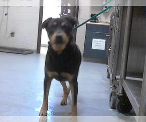 Labrador Retriever Dogs for adoption in Fayetteville, NC, USA