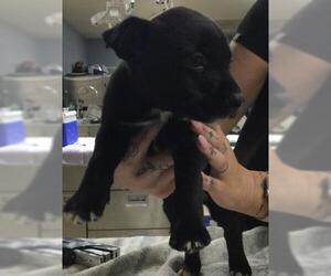 German Shepherd Dog-Unknown Mix Dogs for adoption in Riverside, CA, USA
