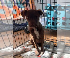 Chihuahua-Unknown Mix Dogs for adoption in Bolivar, MO, USA