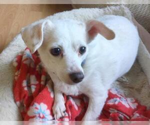 Mutt Dogs for adoption in Tehachapi, CA, USA