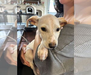 Italian Greyhound-Labrador Retriever Mix Dogs for adoption in San Diego , CA, USA