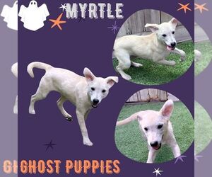 Mutt Dogs for adoption in Lindsay, CA, USA