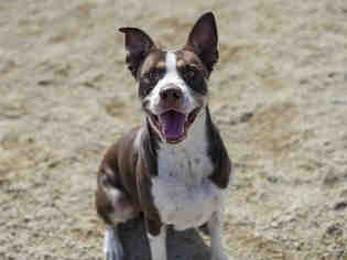 Australian Cattle Dog-Unknown Mix Dogs for adoption in Placerville, CA, USA
