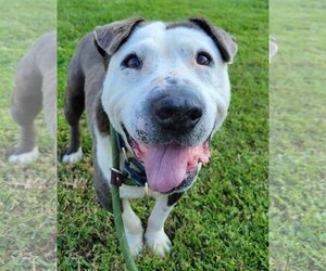 American Pit Bull Terrier-Unknown Mix Dogs for adoption in  Ramona, CA, USA