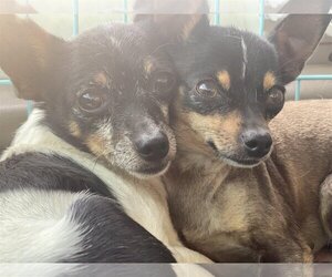 Chihuahua Dogs for adoption in Lewistown, PA, USA
