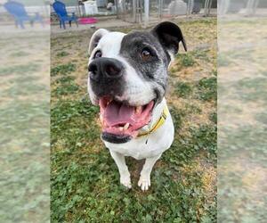 Boxer-Unknown Mix Dogs for adoption in Sacramento, CA, USA