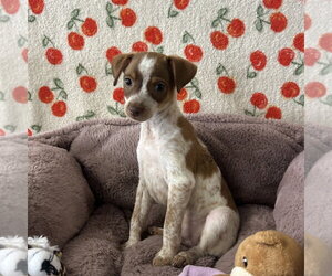 Chihuahua-Unknown Mix Dogs for adoption in Chico, CA, USA