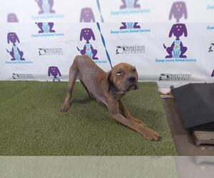 American Pit Bull Terrier Dogs for adoption in Orlando, FL, USA