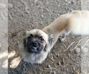 Puginese Dogs for adoption in Chico, CA, USA