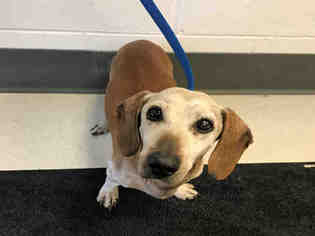Dachshund Dogs for adoption in Corona, CA, USA