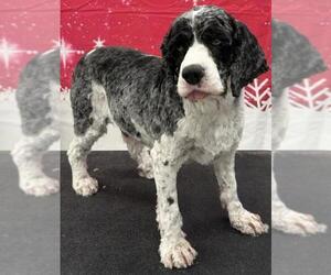 Cocker Spaniel Dogs for adoption in Westminster, MD, USA
