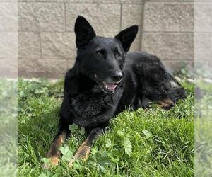 German Shepherd Dog Dogs for adoption in Modesto, CA, USA