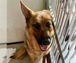 German Shepherd Dog Dogs for adoption in Stockton, CA, USA