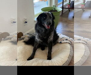 Great Pyrenees Dogs for adoption in Denton, TX, USA