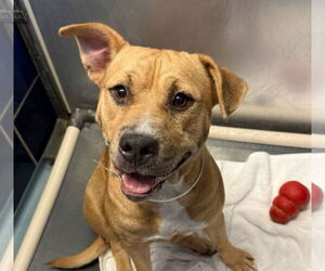 Mutt Dogs for adoption in Kankakee, IL, USA