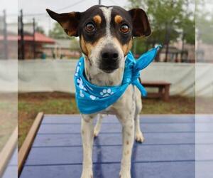 Rat Terrier-Unknown Mix Dogs for adoption in San Antonio, TX, USA
