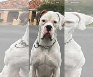 Boxer Dogs for adoption in Dumont, NJ, USA