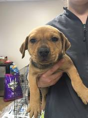 Medium Photo #1 Labrador Retriever-Unknown Mix Puppy For Sale in SHERBURNE, NY, USA