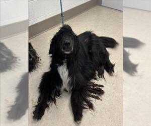 Border Collie-Unknown Mix Dogs for adoption in Saginaw, MI, USA