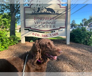 Labrador Retriever-Unknown Mix Dogs for adoption in Chestertown, MD, USA