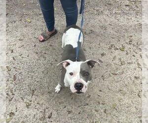 American Pit Bull Terrier Dogs for adoption in Ocala, FL, USA