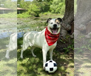 Boxer-Unknown Mix Dogs for adoption in Westwood, NJ, USA