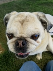 Pug Dogs for adoption in Ventura, CA, USA