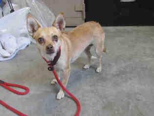 Chihuahua Dogs for adoption in Corona, CA, USA