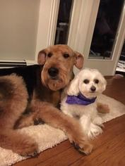 Airedale Terrier Dogs for adoption in Matawan, NJ, USA