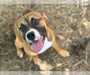 American Pit Bull Terrier-Unknown Mix Dogs for adoption in Tulsa, OK, USA