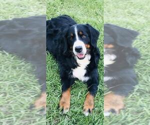 Bernese Mountain Dog Dogs for adoption in Valrico, FL, USA
