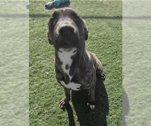 Mutt Dogs for adoption in HESPERIA, CA, USA