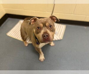 American Pit Bull Terrier-Bulldog Mix Dogs for adoption in Denver, CO, USA