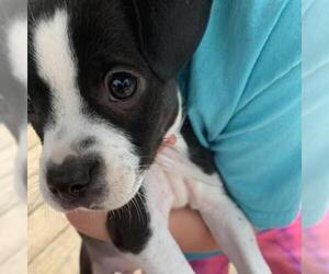 Boston Terrier Dogs for adoption in Aurora, CO, USA