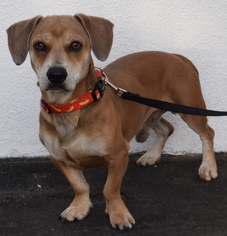 Medium Photo #1 Dachshund Puppy For Sale in West Hollywood, CA, USA