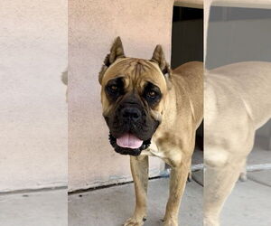 Mutt Dogs for adoption in Goodyear, AZ, USA