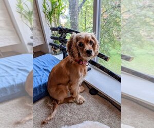 Cocker Spaniel Dogs for adoption in Portland, OR, USA