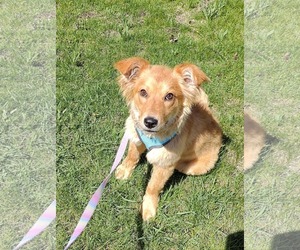 Golden Retriever-Unknown Mix Dogs for adoption in St. Louis Park, MN, USA