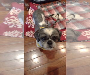 Shih Tzu Dogs for adoption in St. Louis Park, MN, USA