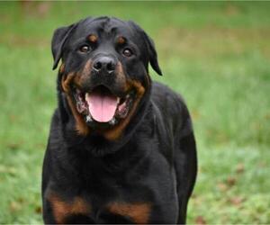 Rottweiler Dogs for adoption in Spring Lake, NJ, USA