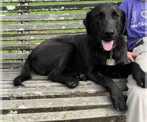 Labrador Retriever Dogs for adoption in Shreveport, LA, USA