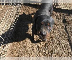 Rottweiler Dogs for adoption in Foristell, MO, USA