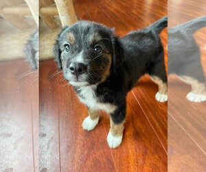 Mutt Dogs for adoption in Germantown, OH, USA