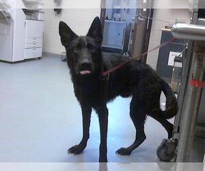 German Shepherd Dog-Unknown Mix Dogs for adoption in Fayetteville, NC, USA